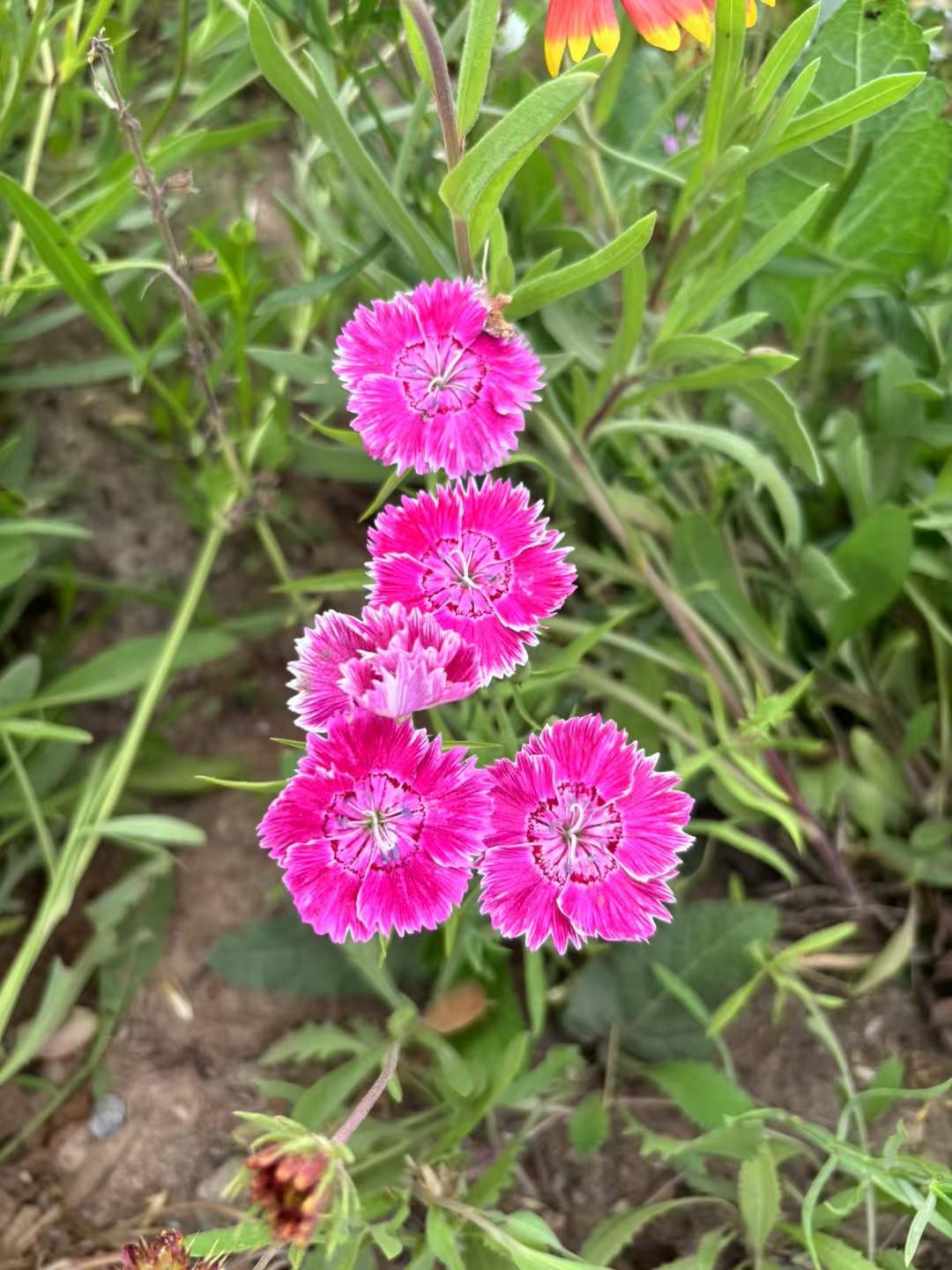 分享手机里的花花草草