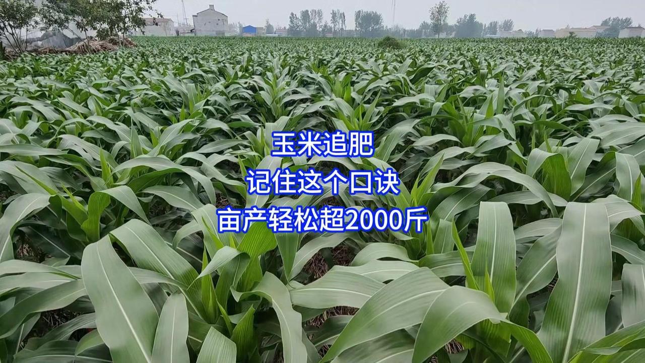 🍚底肥不够的坑别再踩了！很多老乡以为底肥下足就一劳永逸，结果灌浆期叶子全黄，长
