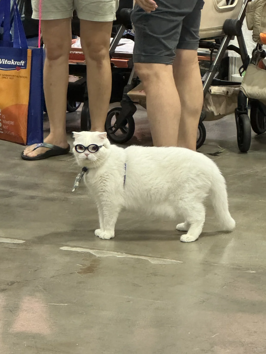 🇸🇬宠物展上见到的社牛猫