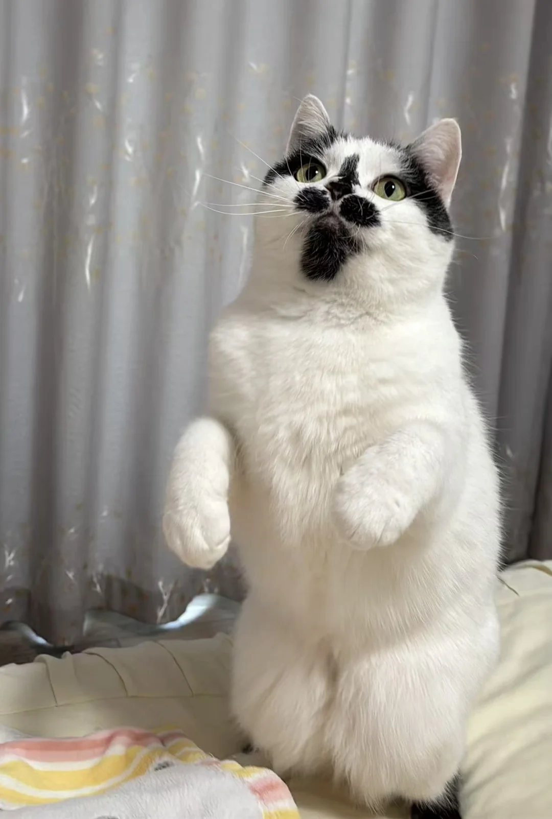 小飞兔来咯！