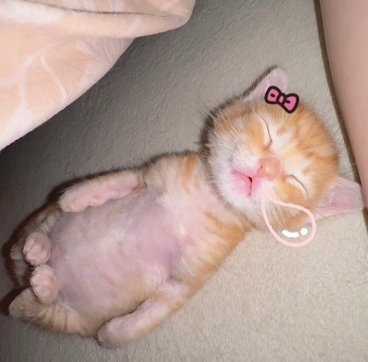 ᶻz ⦮_   ̫ _⦯  可爱猫咪 ​​​