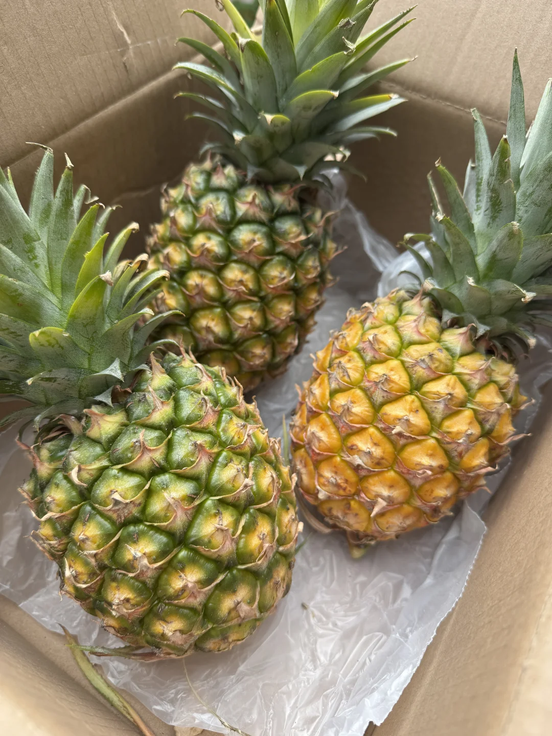老顾客一直在催的冬蜜凤梨来啦！