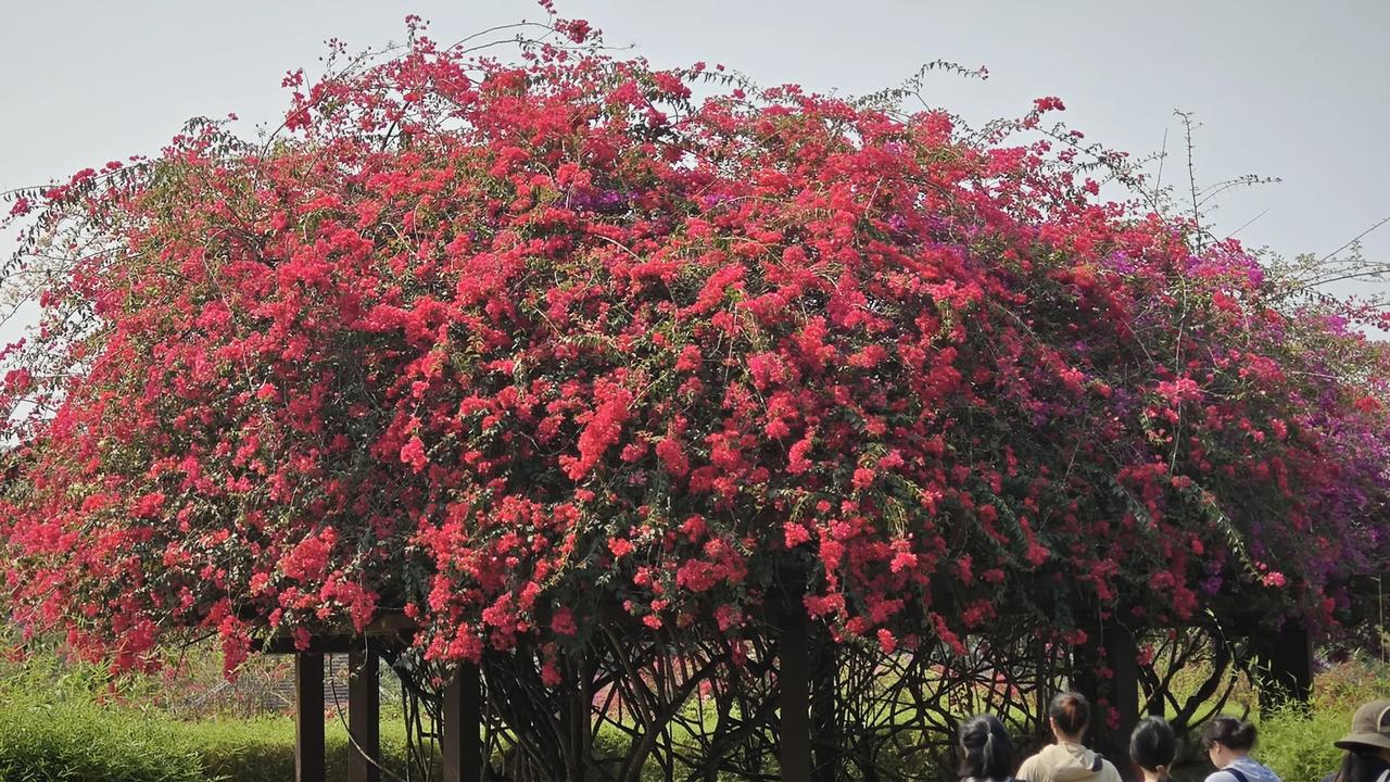 春日生活打卡季一整树热烈的三角梅，把春天开成了漫天红霞。风过花摇，连空气都浸满了