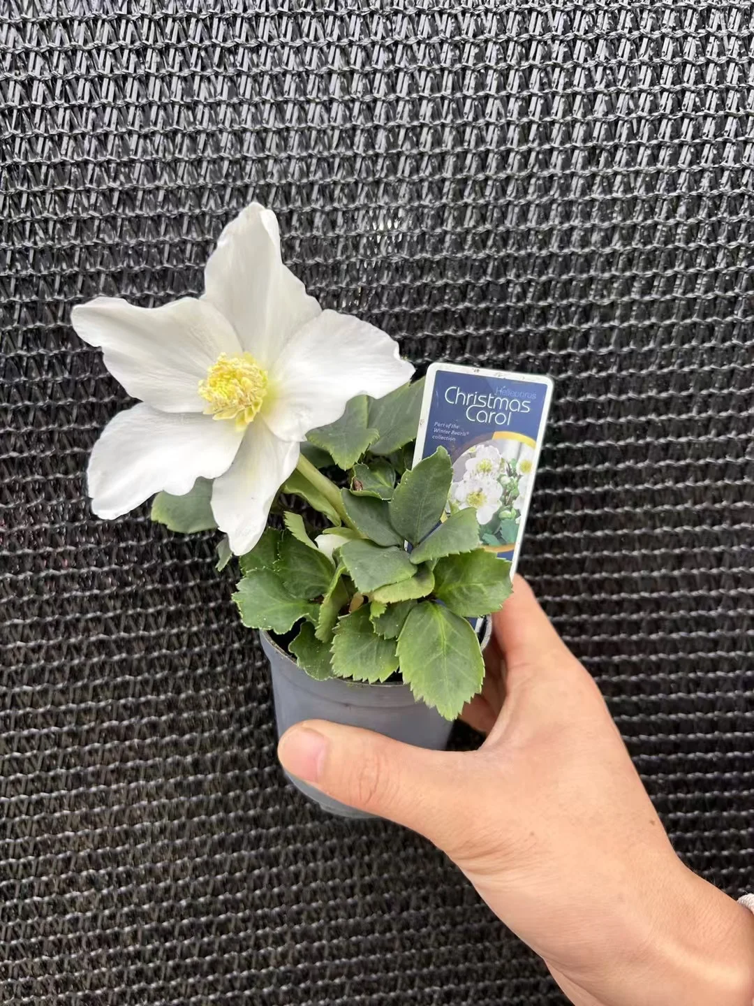 又到圣诞卡罗的季节