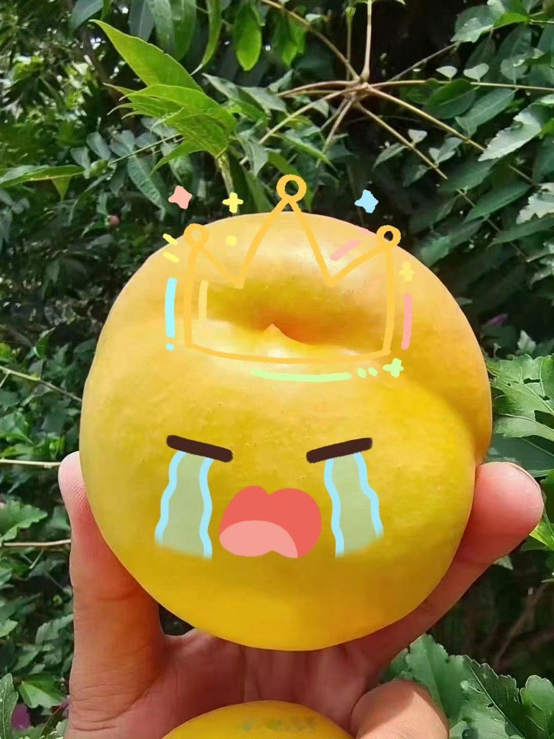 我观察中，中小农村使用政府资金建设的产业项目，很大一部分，是为了"应付上头，搞点