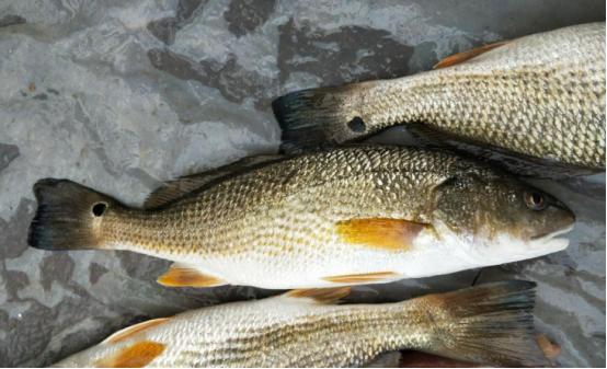 [中国赞]1991年从美国引进一种“好吃又会叫”的鱼，美国人自己差点把它吃到灭绝