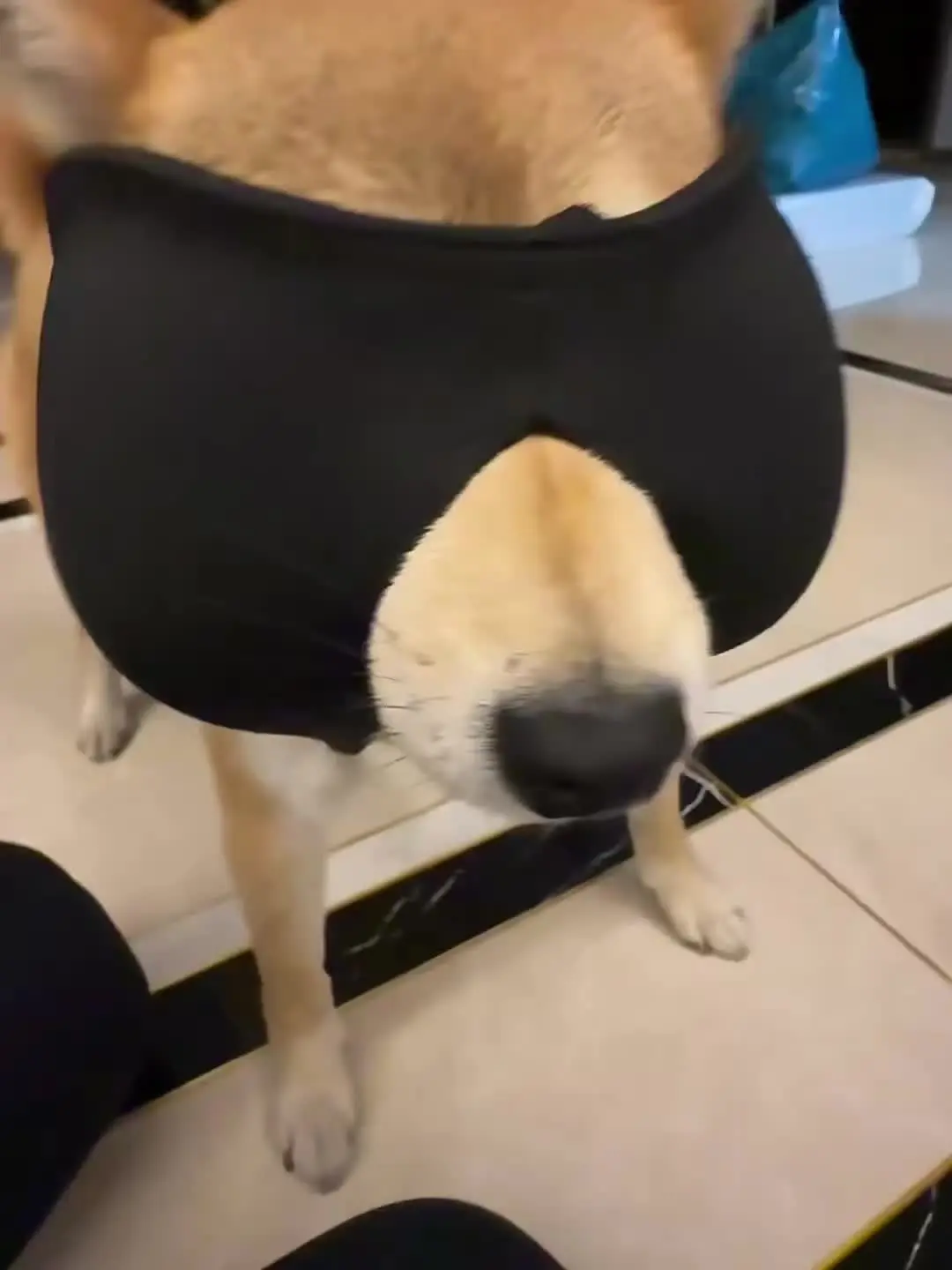 给你看看我们家恶犬