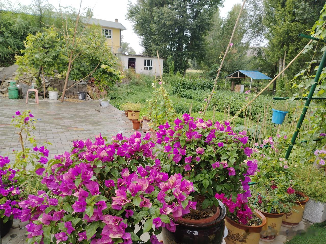 藏在城郊的农家小院，绿树环绕，浓荫蔽日。鲜花沿着院墙肆意盛放，微风拂过，花香漫庭