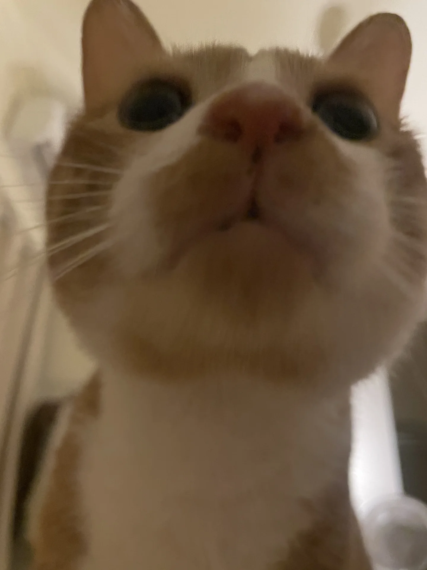 人 给喵吃零食
