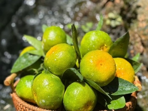 小时候吃的很多水果都慢慢消失了小时候常见的多种水果正逐渐从市场上消失，现代水果在