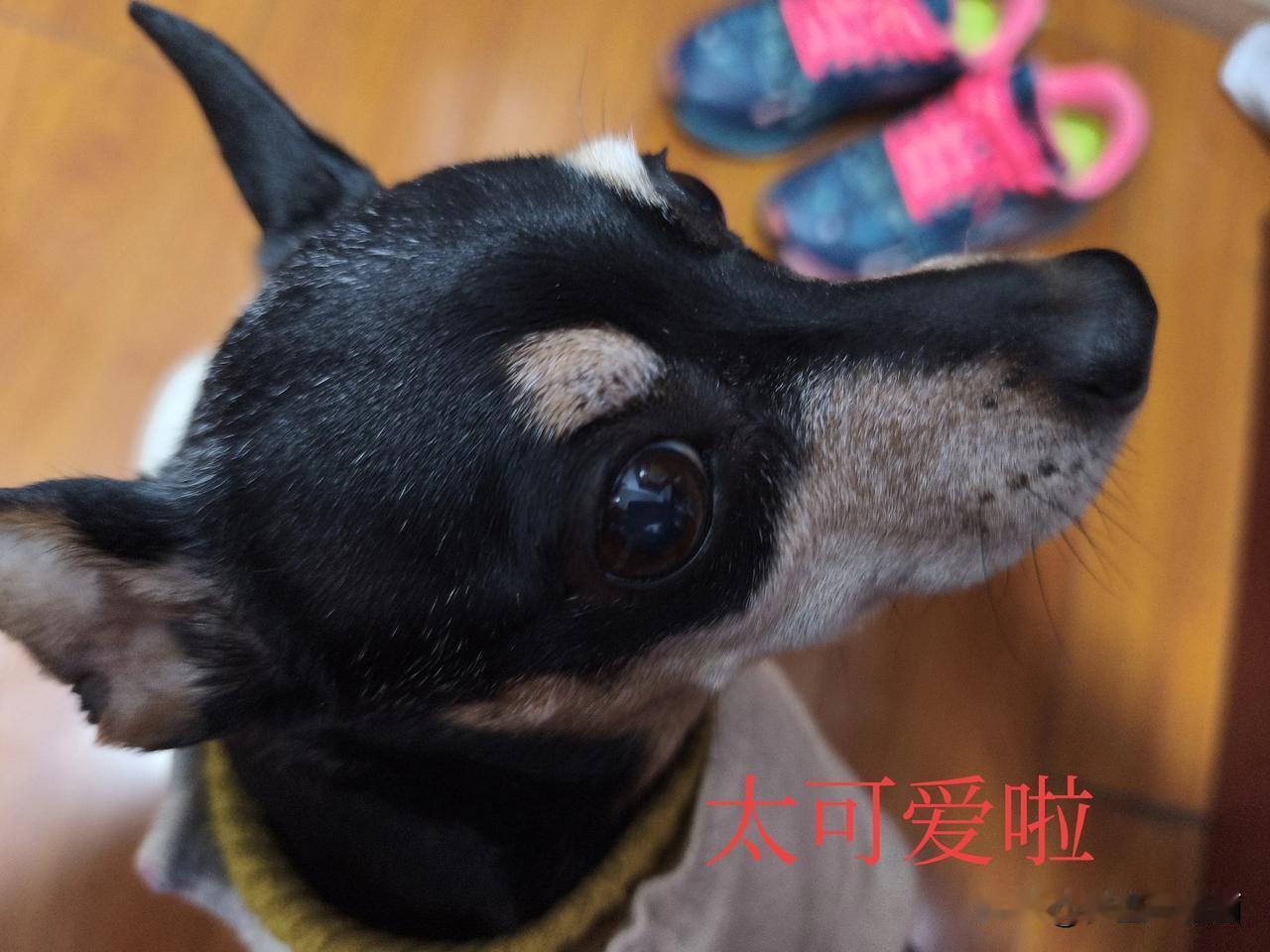 你家狗狗也有这个可爱的小毛病吗
我家这小狗儿子十岁多了，它有一大习惯就是每次带它