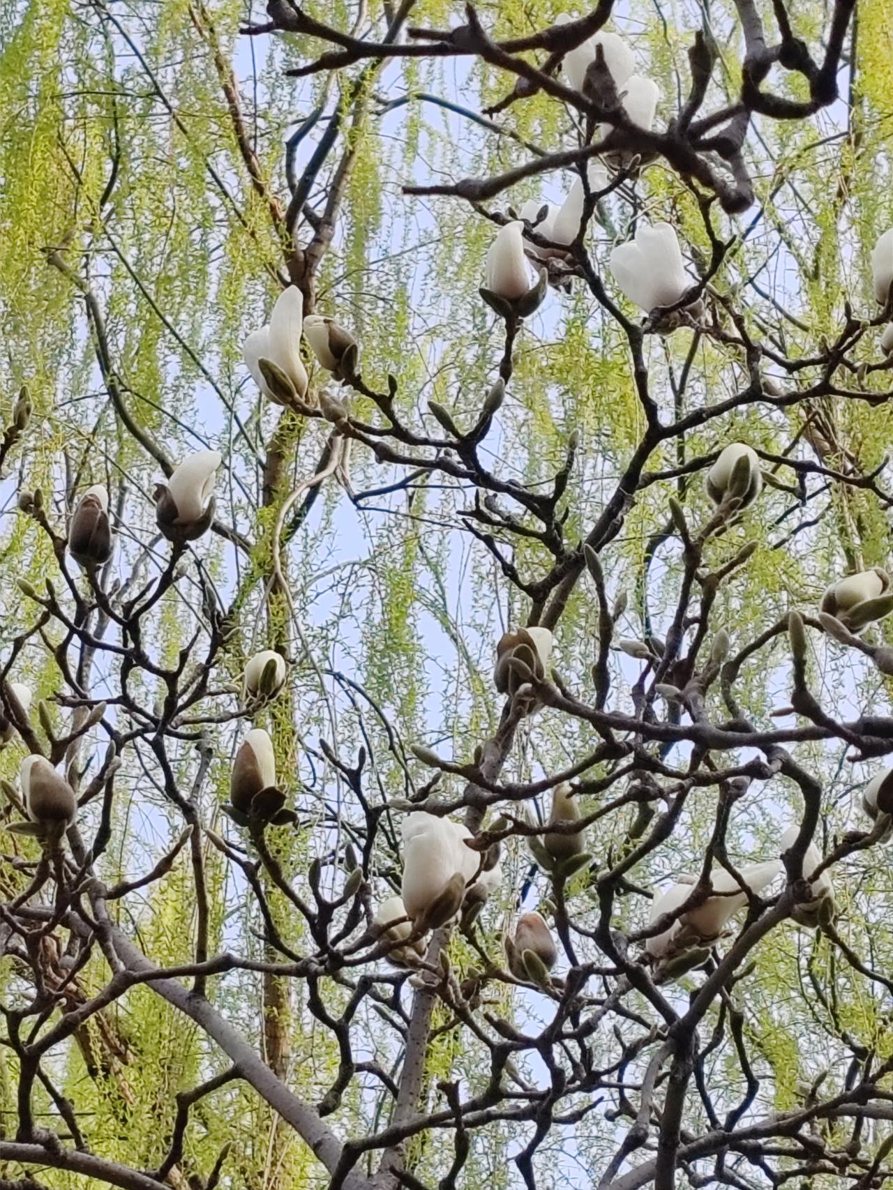春日生活打卡季花园随手拍一一争艳。