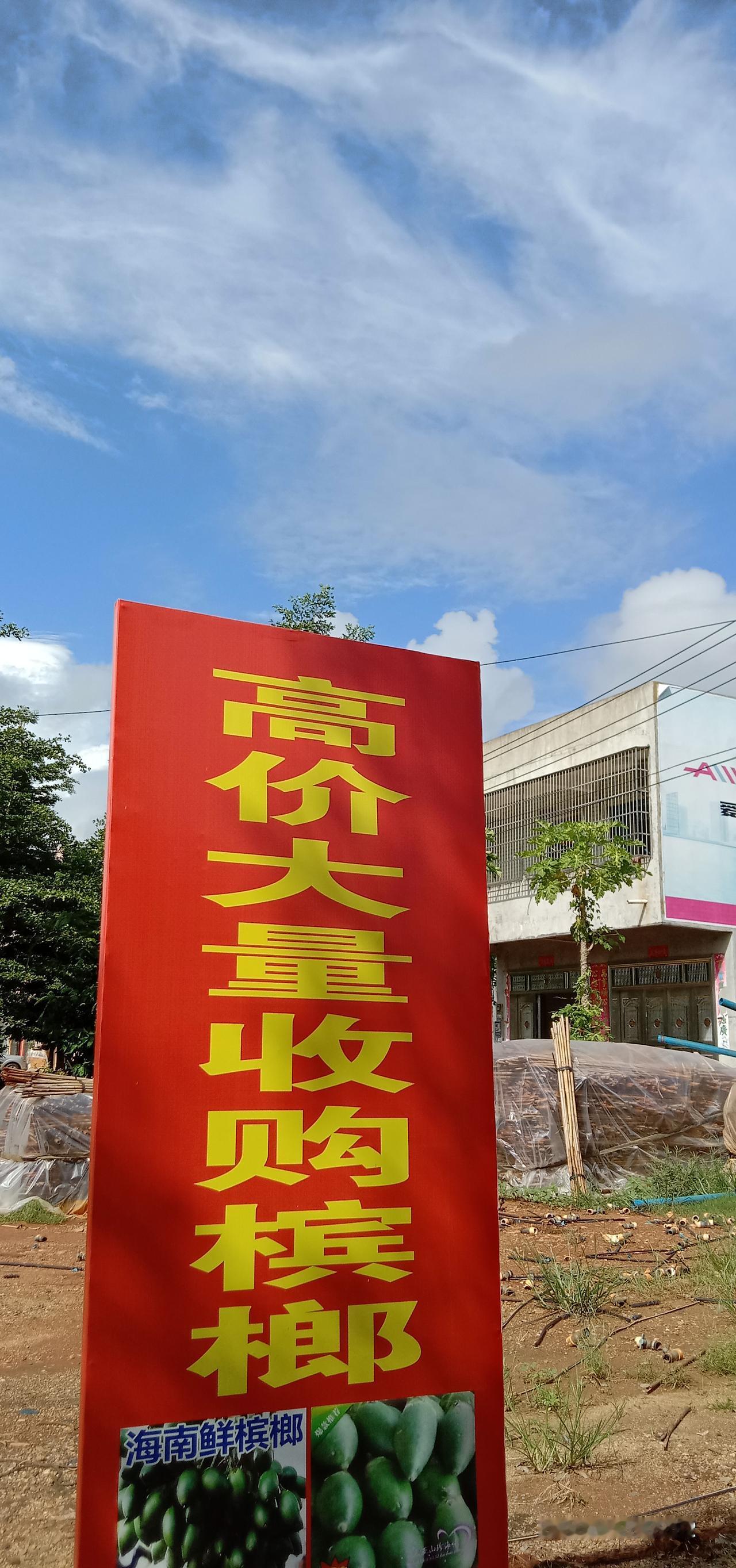 海南封关了，种槟榔几年后还能暴富么？在发财梦中还有多少农户觉醒？
今冬的槟榔价跌