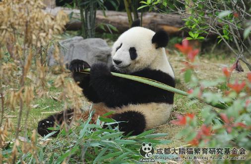 今天，是熊猫妮好的 3 岁生日！看着它抱着竹子啃得一脸满足的样子，谁能不被这只软
