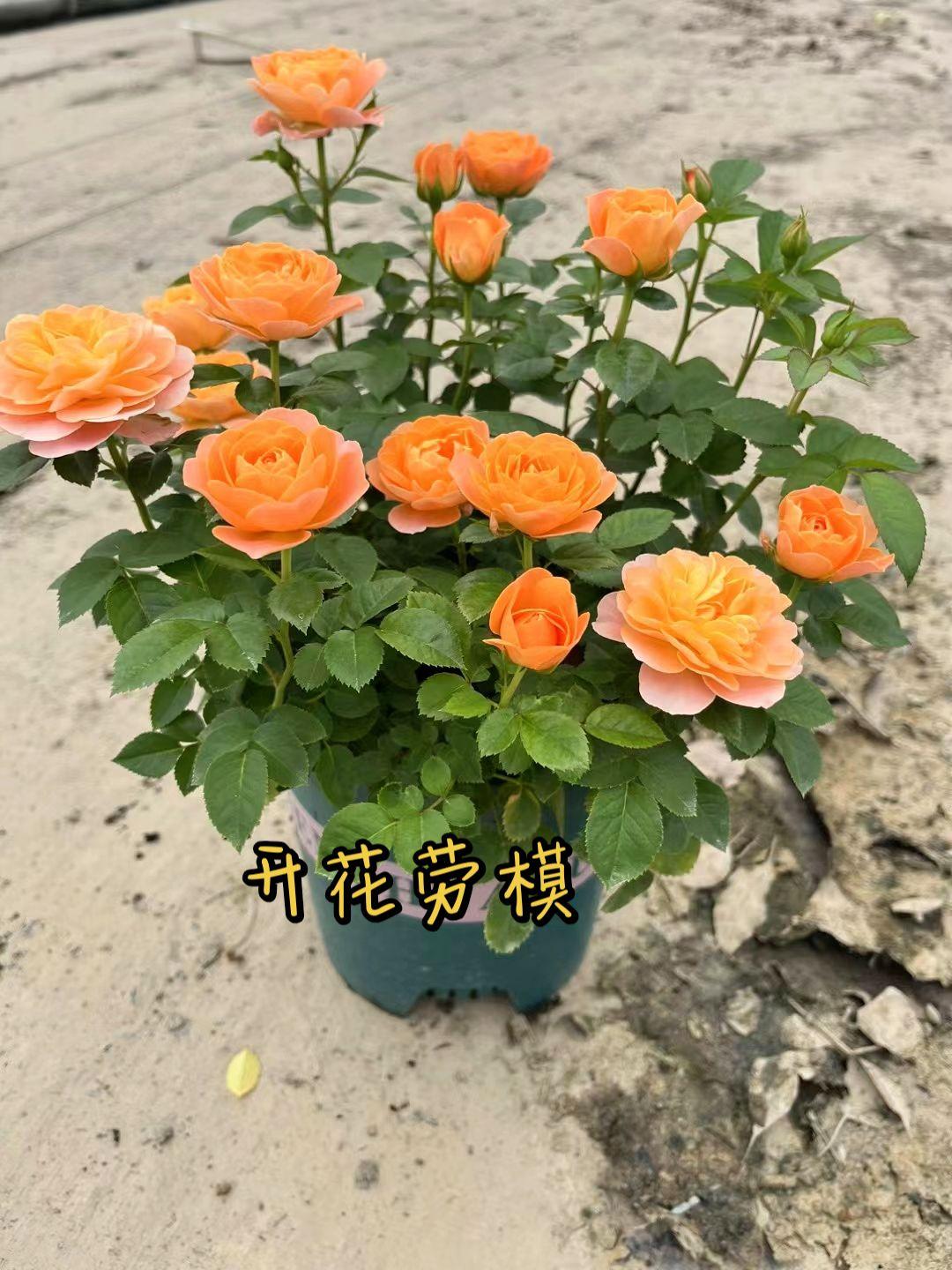 全民买手请回答 月季要自己种 月季 果汁阳台 果汁阳台月季