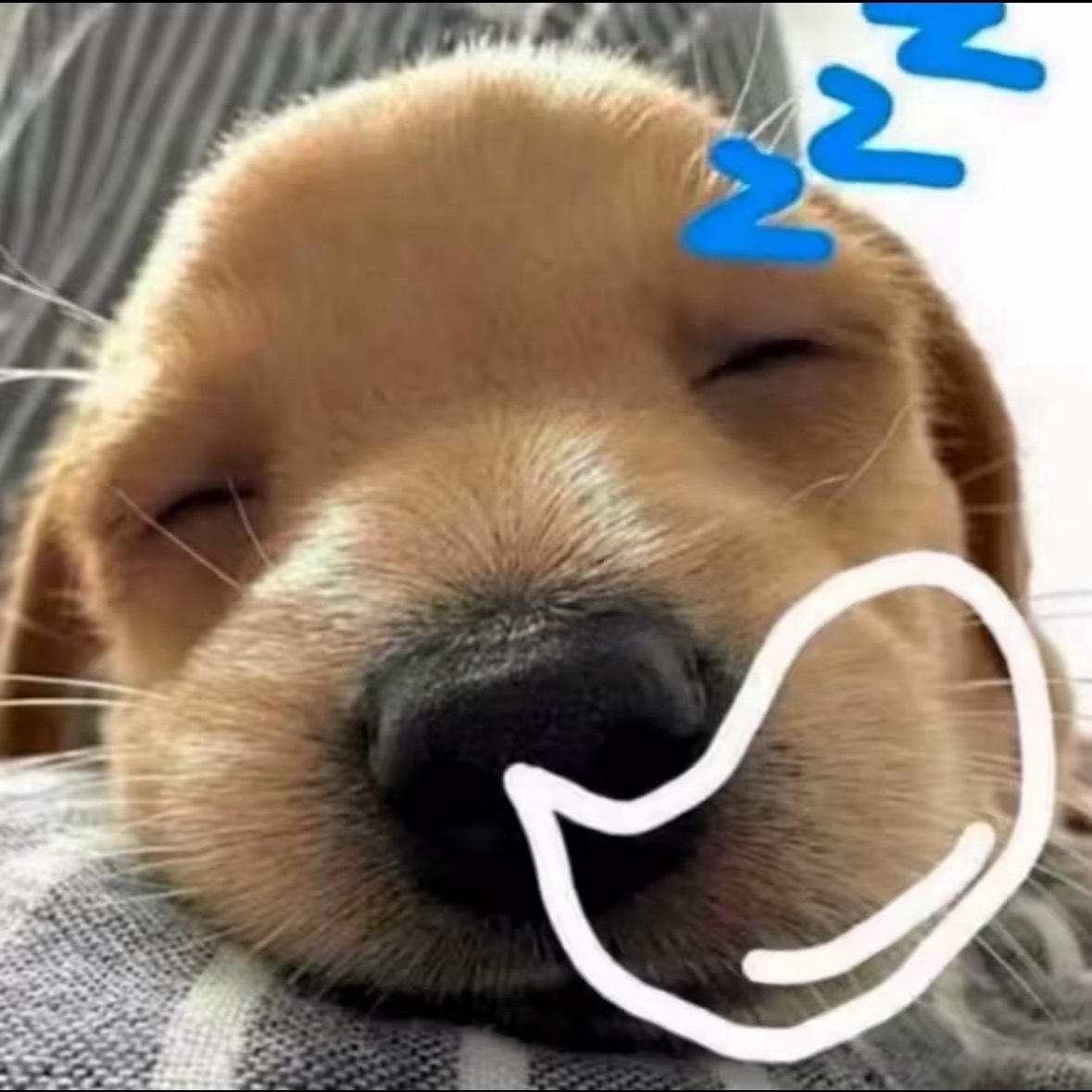 晚安宝宝狗 睡个好觉😴