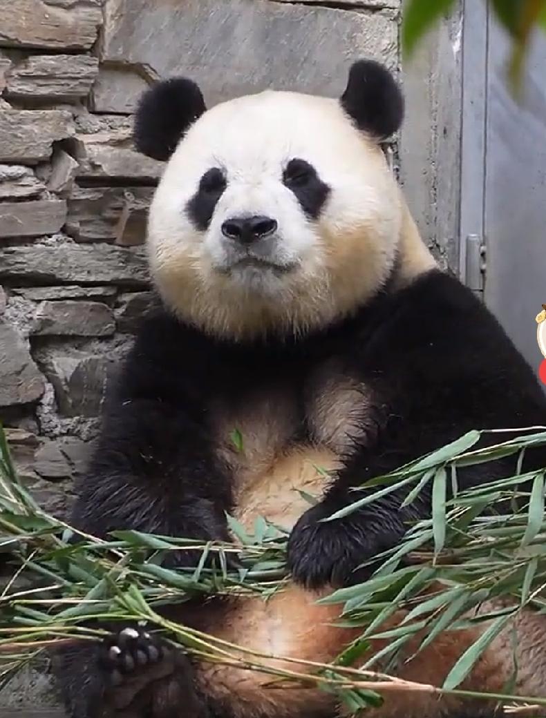 福宝福公主吃竹叶的一直在舔嘴唇
仔细看感觉竹子太老了
叶子都不新鲜了杆子也枯了