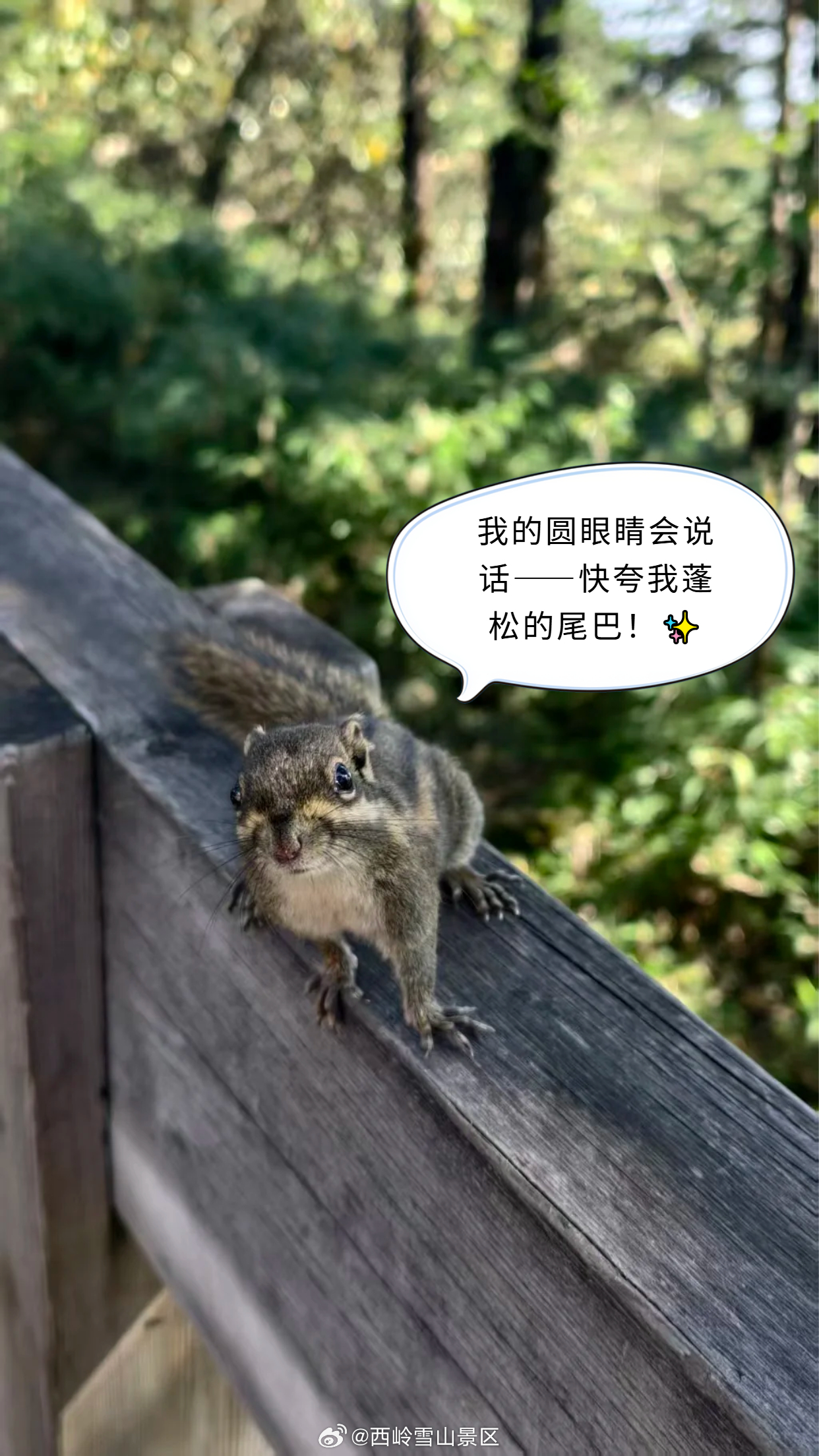 ​​✨【森林小机灵的日常邀约】✨​​嘿，森林观察员！🐿️ 我是总爱趴在木桩上‘