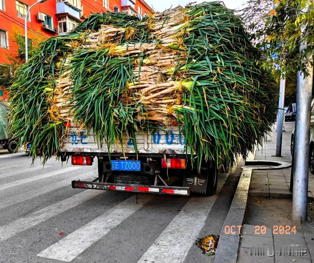 今天路过市场发现大葱25～30一大捆，很便宜，有点冲动，可一想到去年买的都烂掉了