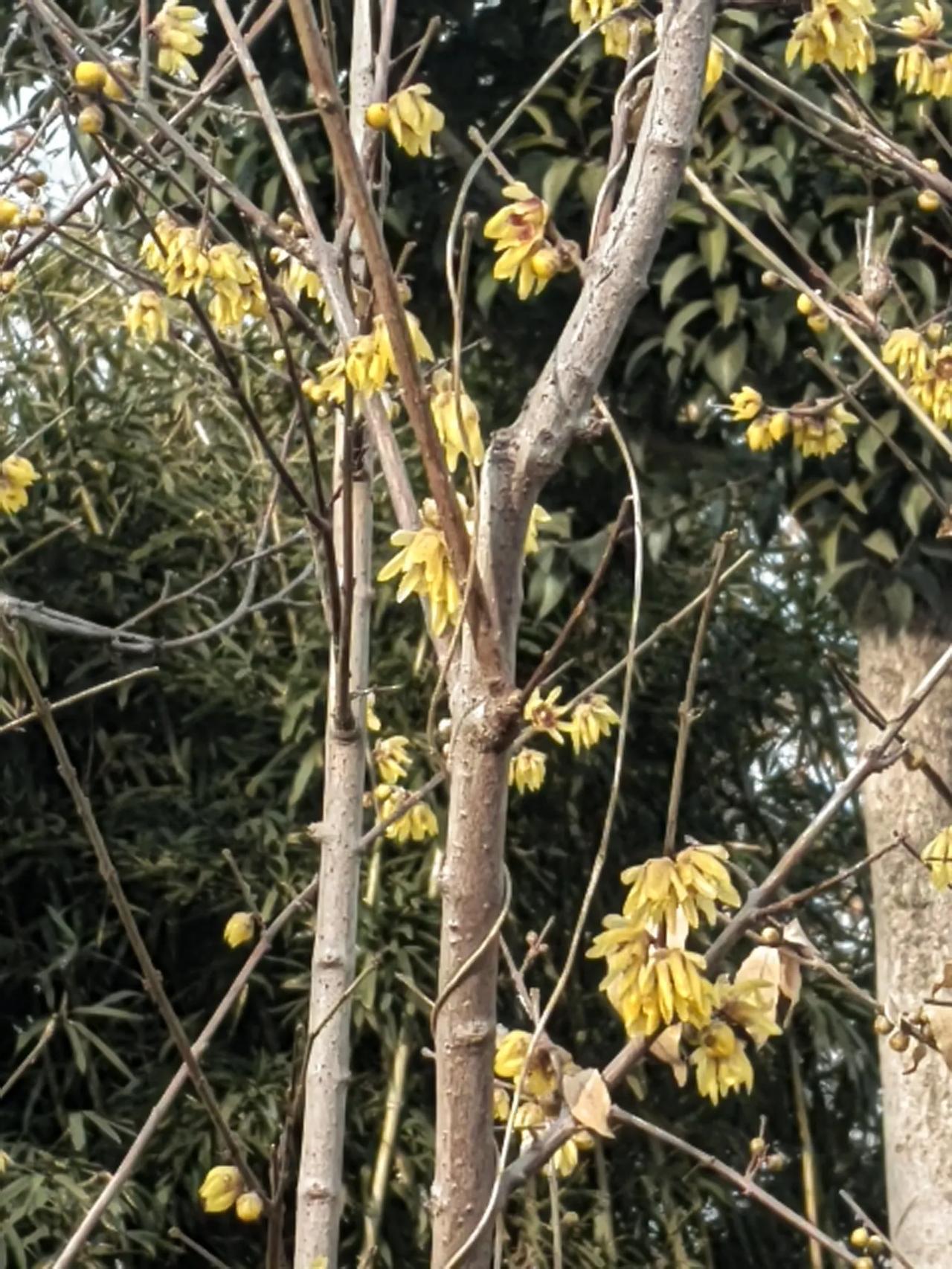 什么花？今天开了！