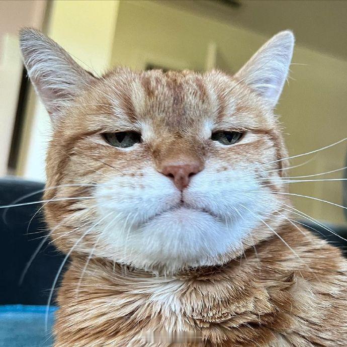 猫咪头像，可爱。 ​​​