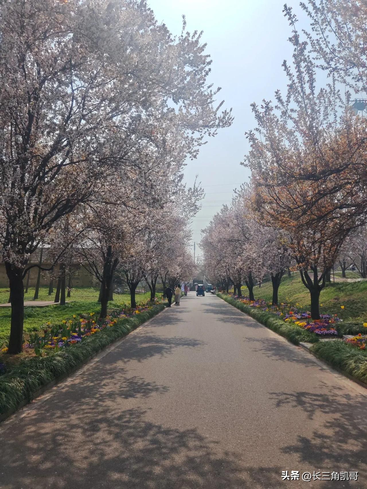 又到了看樱花的季节，这个季节武汉大学、无锡鼋头渚这些地方人非常多，就是有些小区里