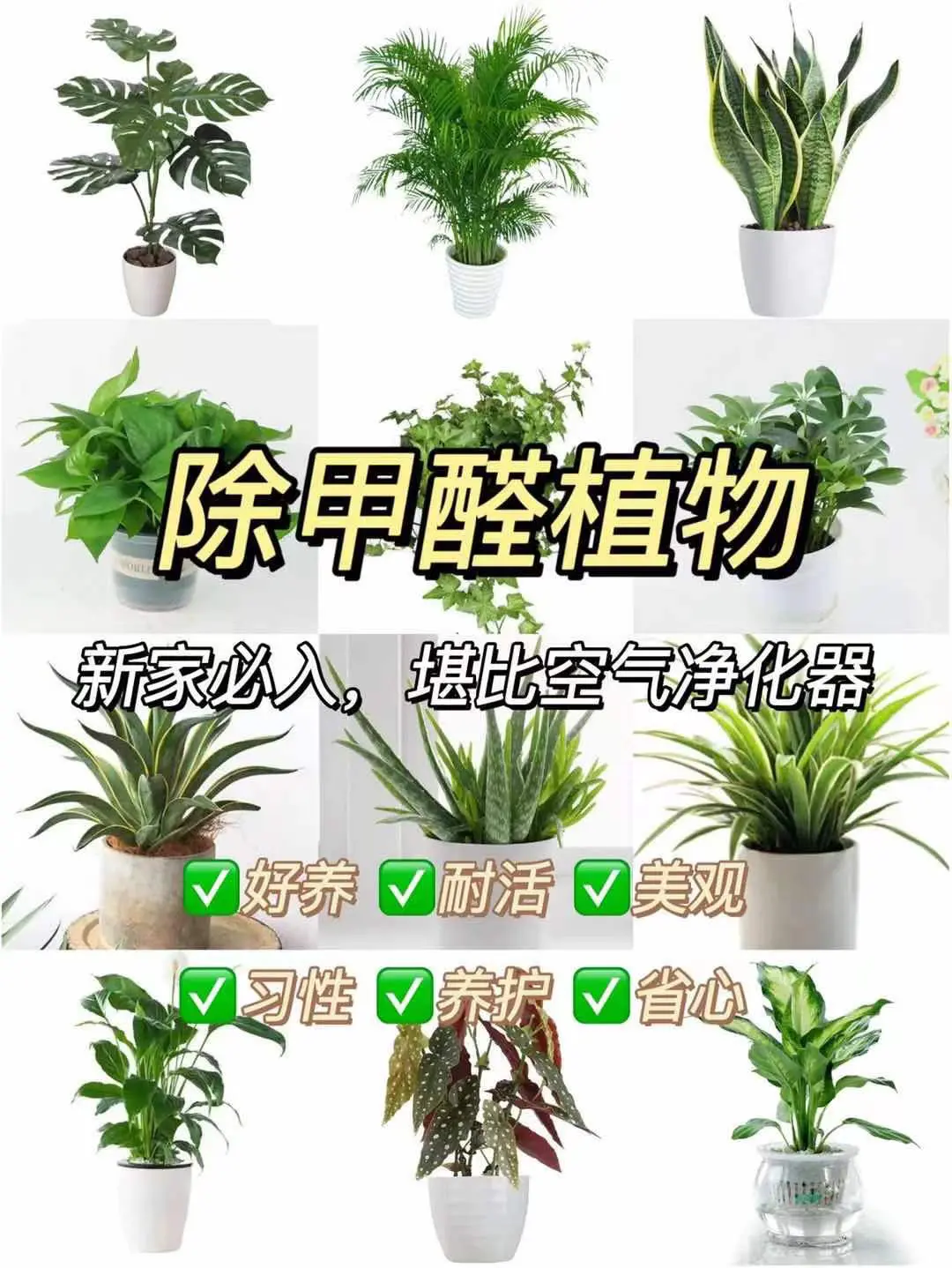 新家装修必入✅很好养活的吸甲醛绿植