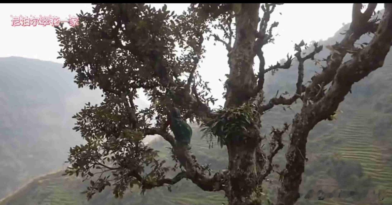 翠花下得厨房上得了树，由衷之情，敬佩这样的女人。轻活重活，一样不落下。

翠花家