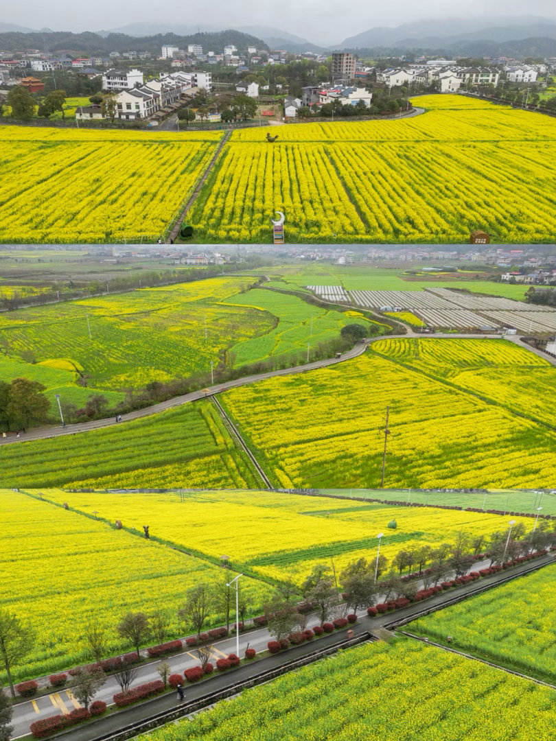 ‼️ 安仁踏春｜油菜花已进入最佳观赏期湖南郴州安仁县，湘南田园小城，既有神农农耕