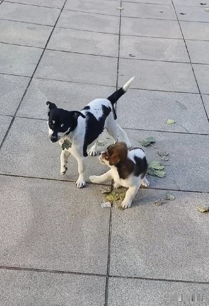 我们家这只黑白花相间的毛孩子，是2024年12月25日在野外捡回来的，当时它体重