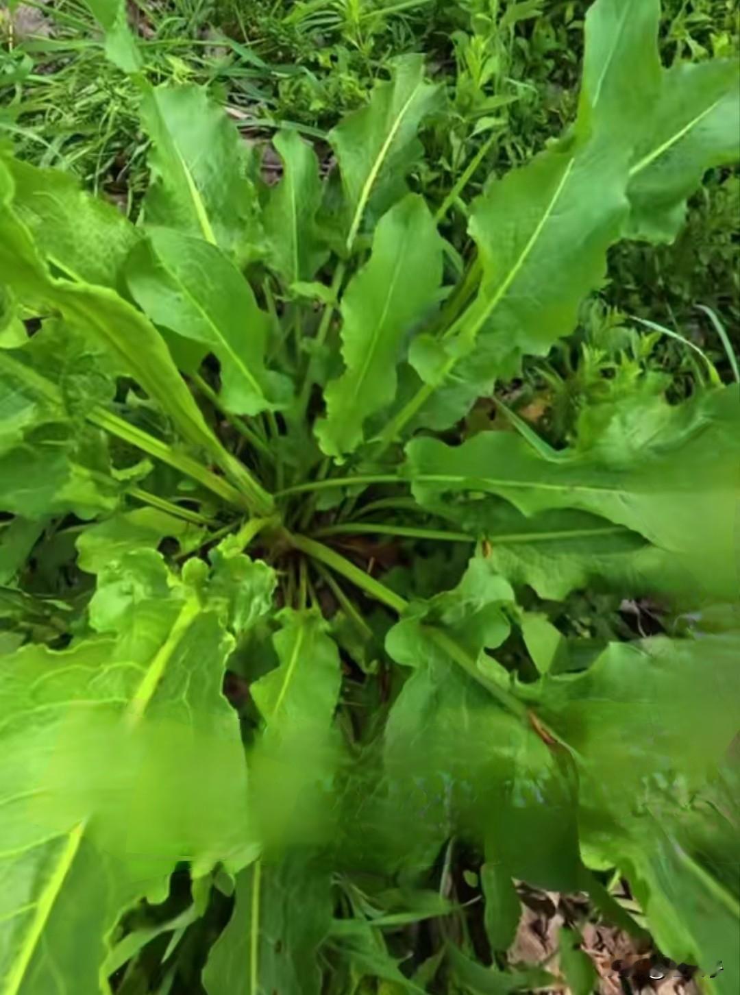 东北方言（685）羊铁叶子：
是东北对一种常见的野生草木植物的方言叫法。
叶子宽