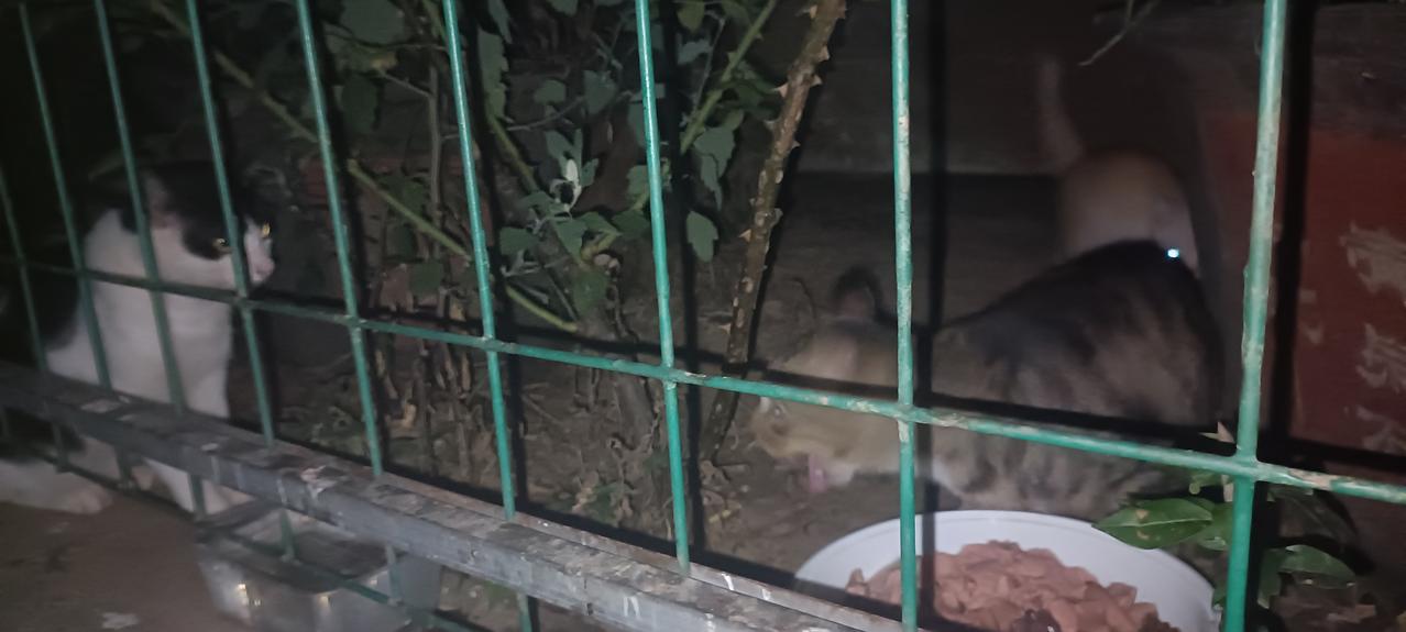 天气太热了，哪怕刚冲完凉又是一身汗，出门喂猫我只能换上干爽的衣服，不然湿乎乎的太