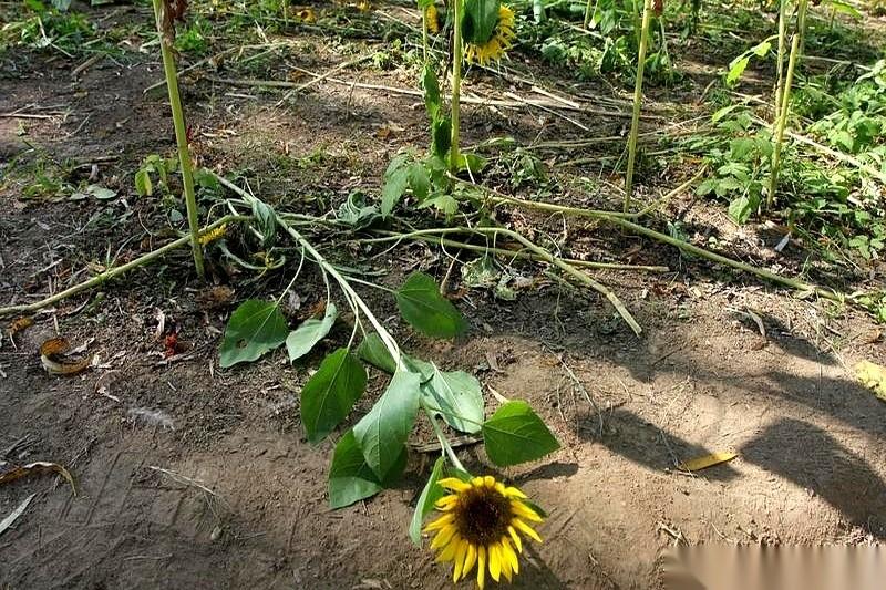 以后谁再说吃海鲜高级，我就拿个大馒头怼他脸上。
真的。
凭什么？就凭这馒头一身的