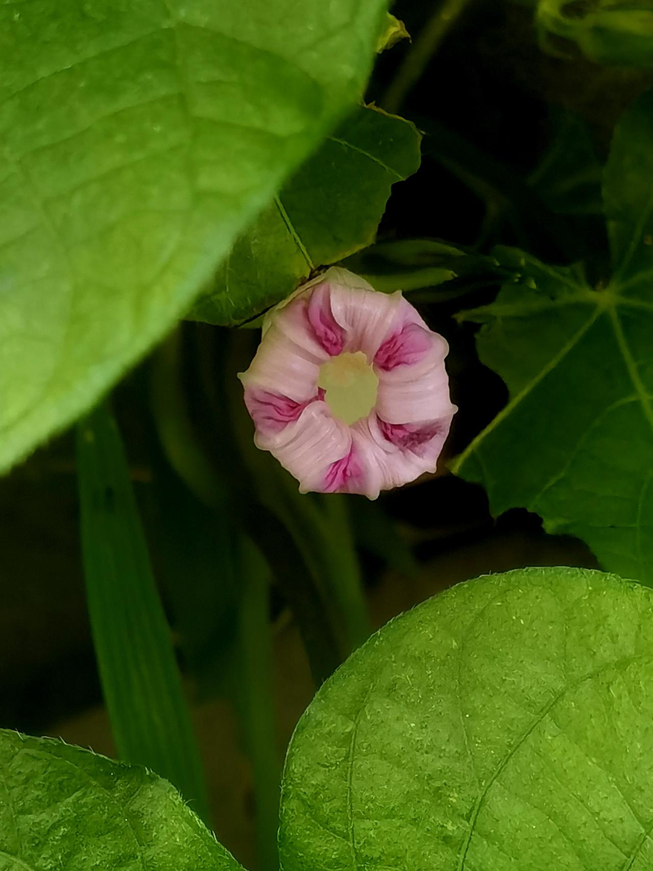 傍晚，牵牛花闭上了花朵，仍然漂亮。