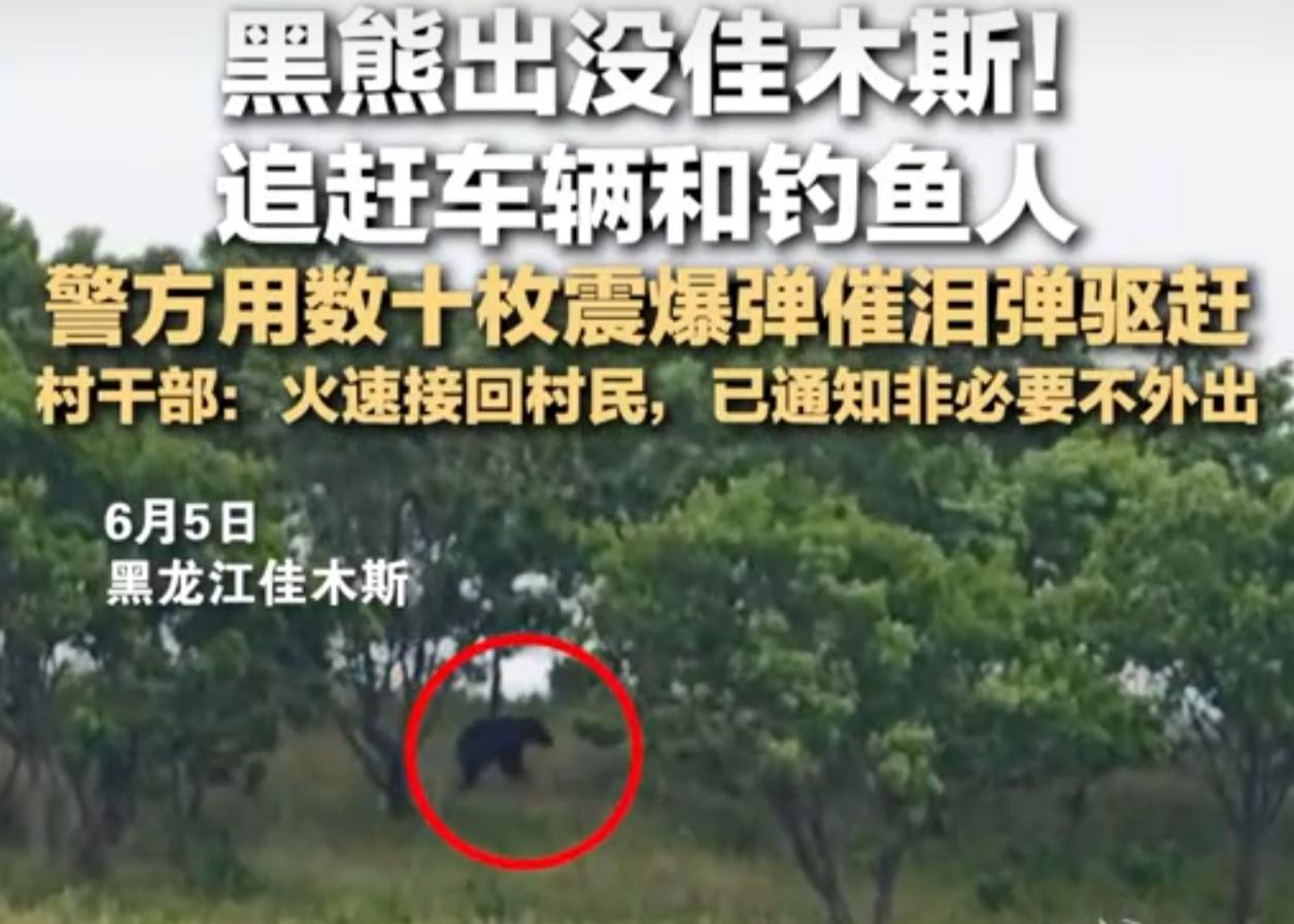 紧急！黑龙江佳木斯黑熊出没，追车撵人！警方震爆弹驱离，全村紧急戒备

猛兽下山，