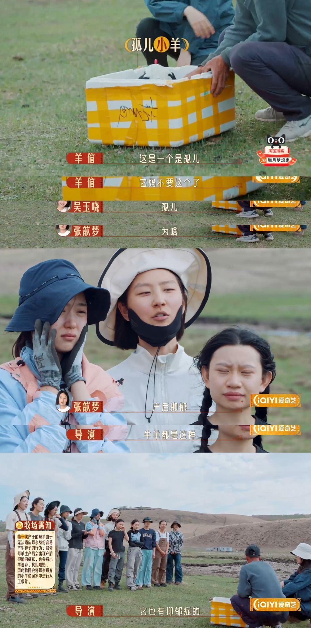 #原来牛羊也有产后抑郁#当发现牛羊也有产后抑郁，燃月女生们与小羊 “木恩娜” 的