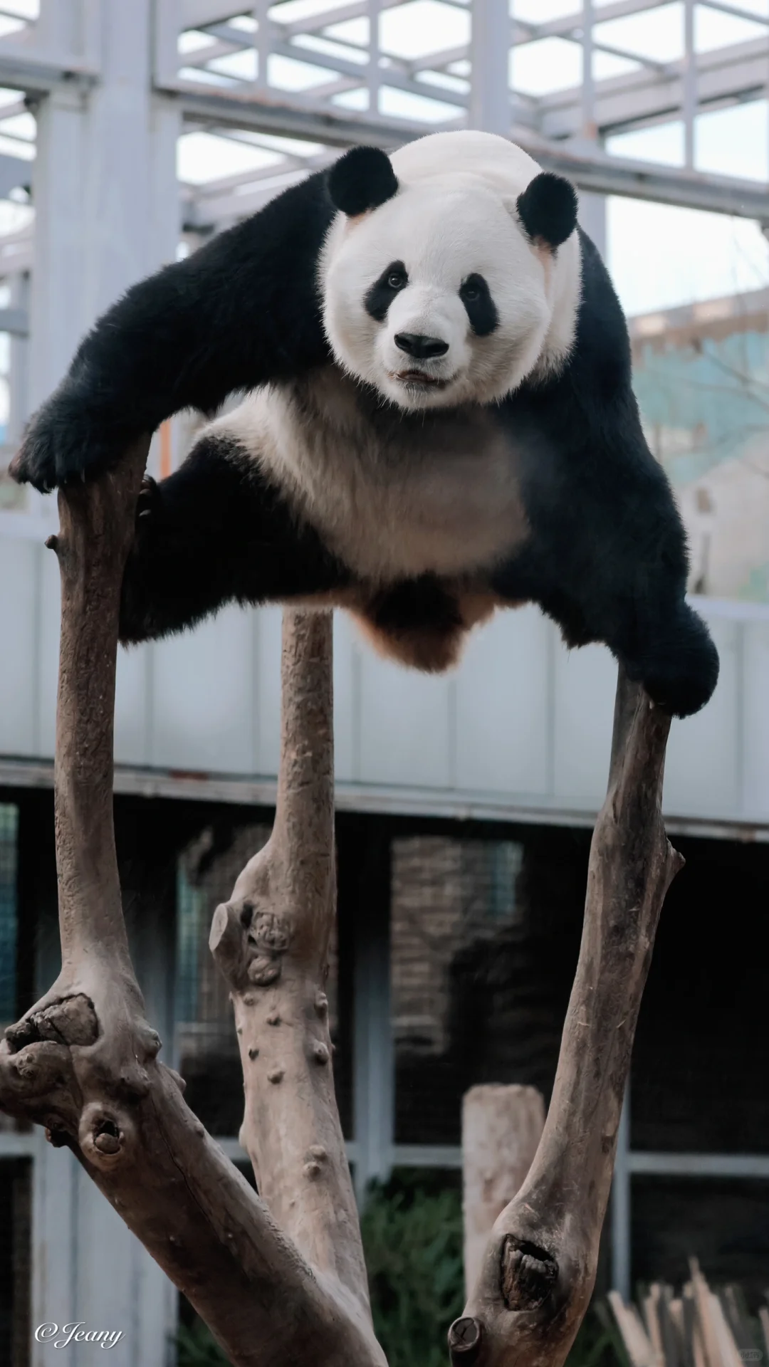 萌兰🐼我想看你正向和反向的一字马♥️