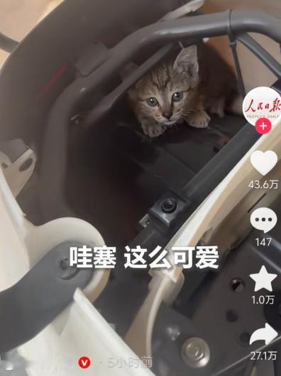 没想到上人民日报了！女子骑电瓶车时总能听见猫叫，车停了又不叫，找遍全车也没找到，