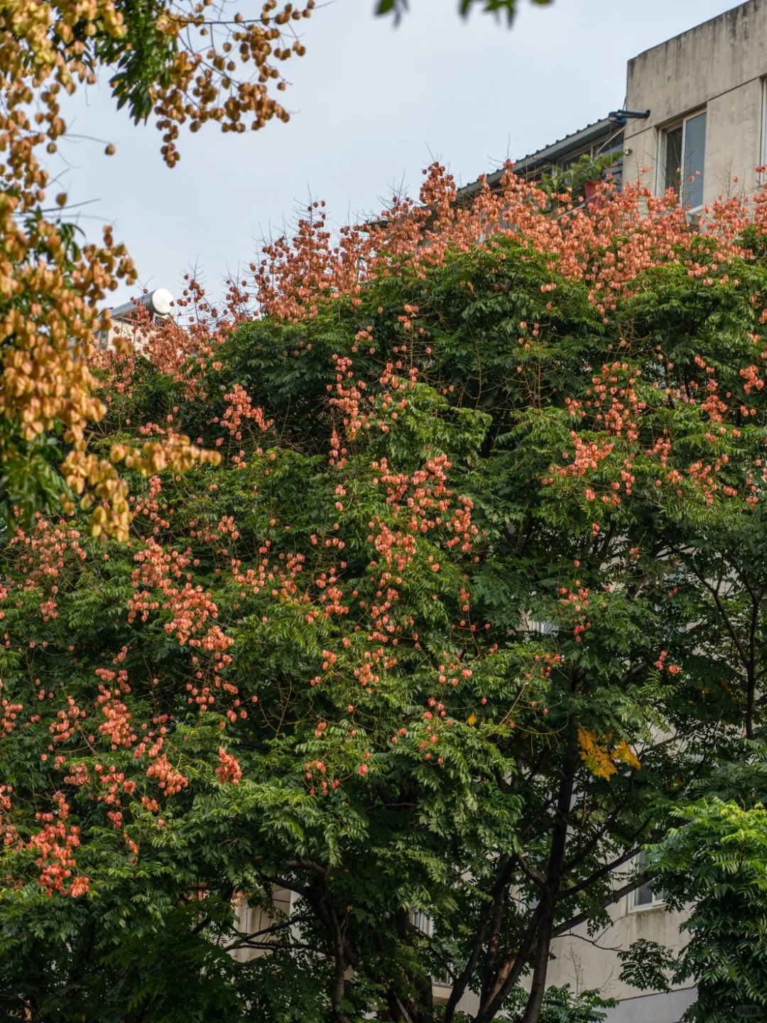 常州的秋日浪漫🍂从栾树变色开始