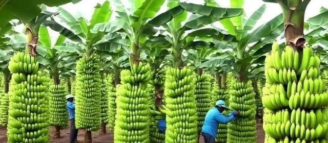 中国停止进口菲律宾香蕉之后，菲律宾香蕉协会的负责人曾公开表达过愤怒，他说：“中国