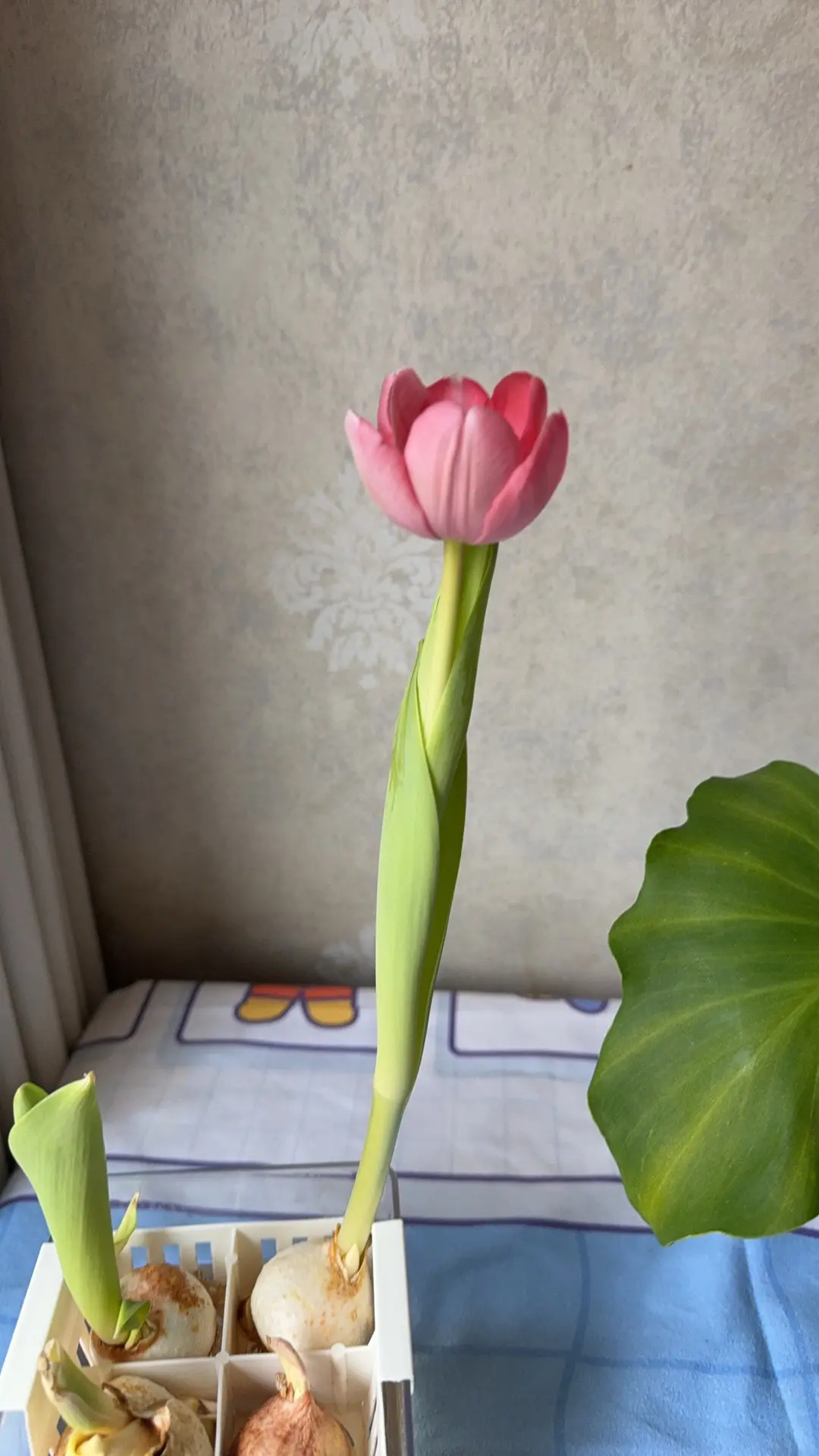 没有母亲的母亲节，想念天堂的妈妈，唯有您在，我才是孩子，怀而不在，念而...