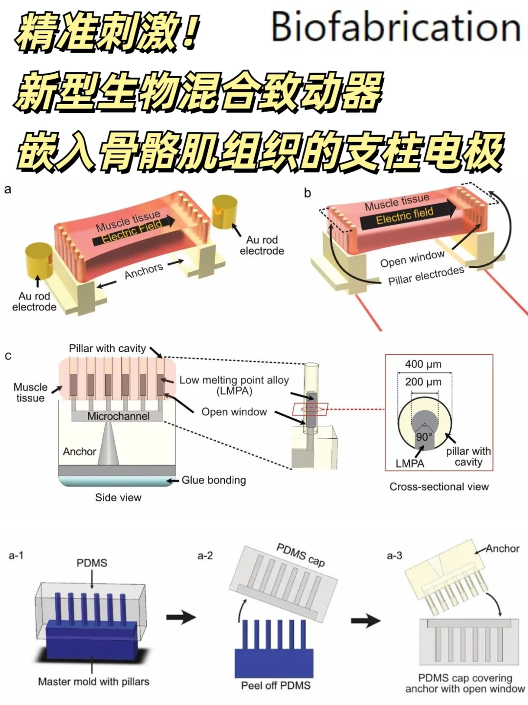 生物混合致动器：东京大学骨骼肌电极研究