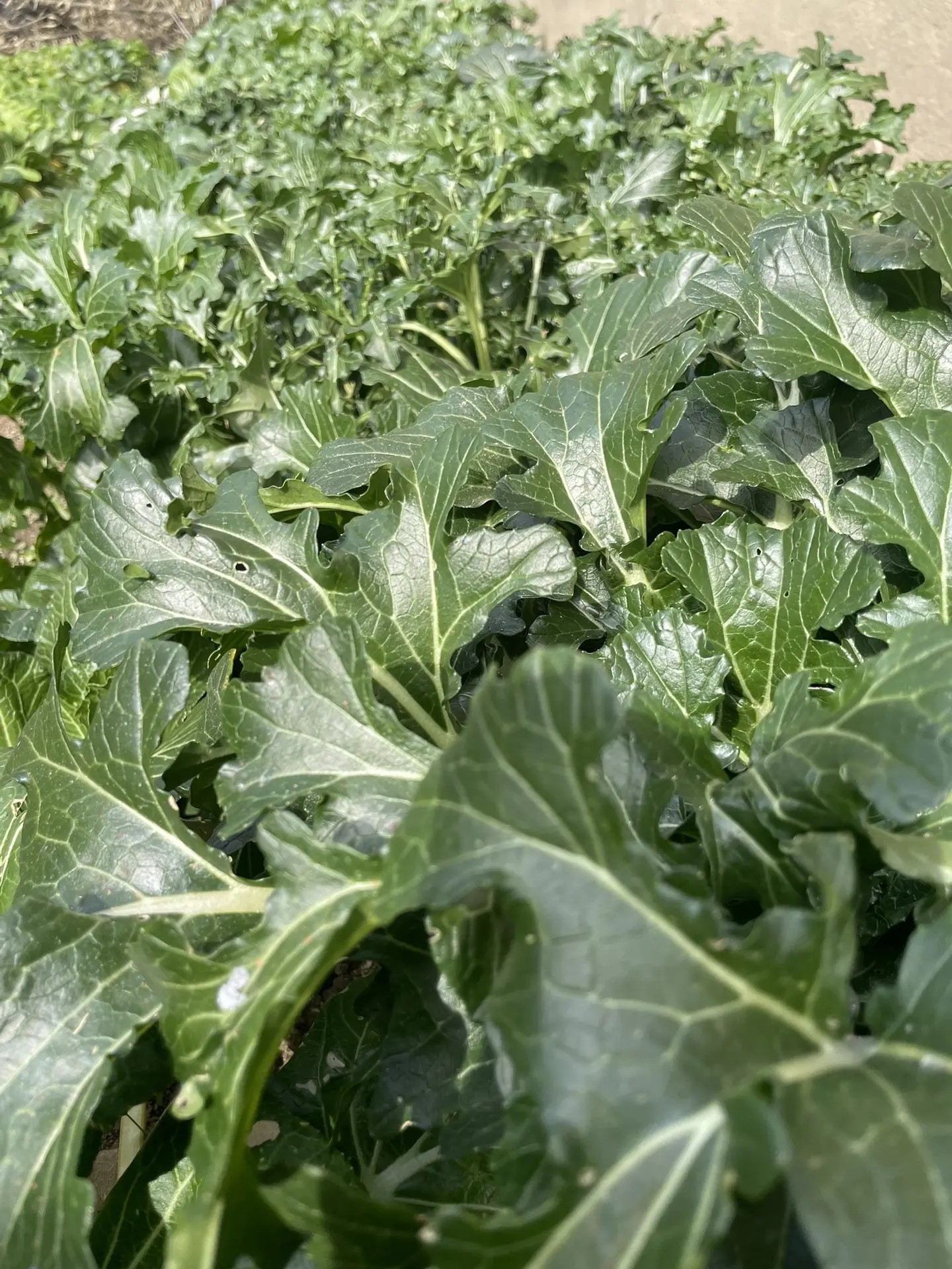 记录真实生活 拜年 一家人欢聚一堂 过年