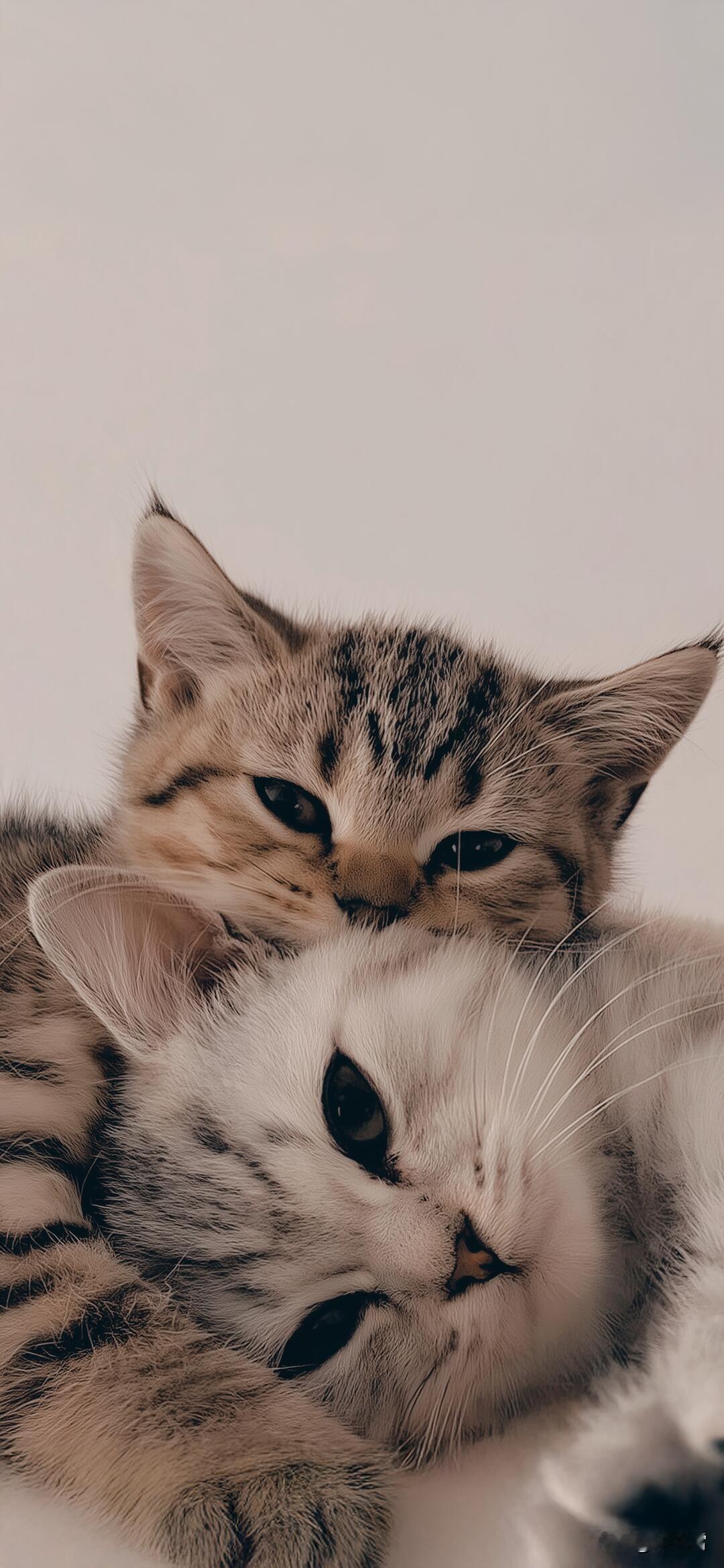 贴贴猫与叠叠猫｜治愈壁纸