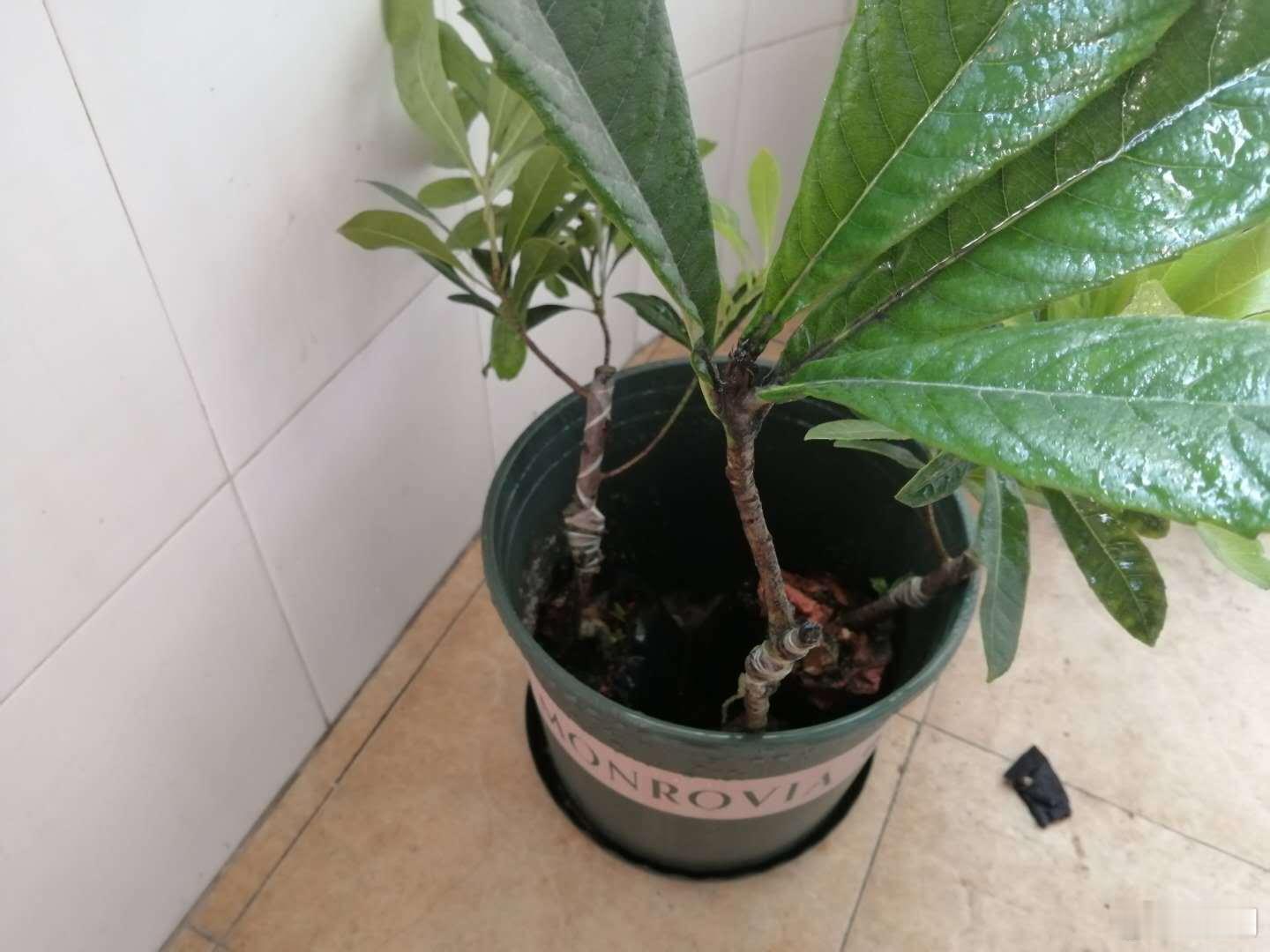 🍐 枇杷完整种植科普✅ 新手重点：优先买1～2年嫁接苗（大五星、白沙）！用吃完