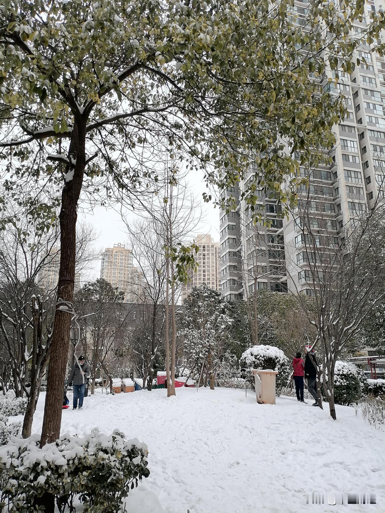 这棵树木的下面是喜欢玩雪仗的人们！正是有白雪的映衬，这棵树木才显得格外的独特！冬