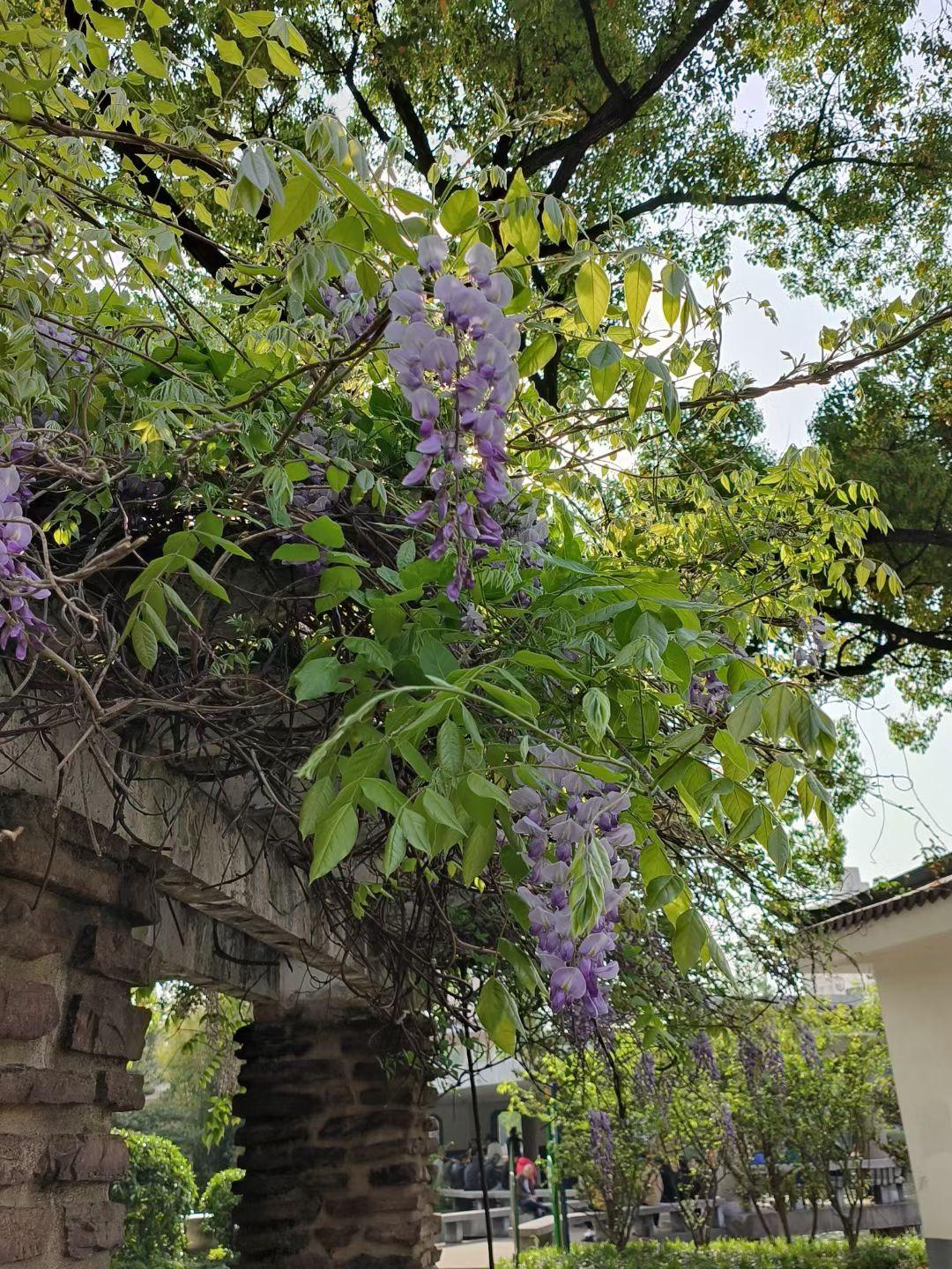 这周末想去杨浦公园，不知道会不会下雨🌧️哦！
赏花的话我还是喜欢大晴天🌞
走