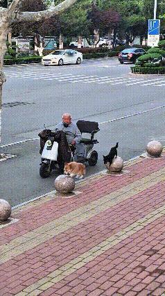 咱东北大爷也太出圈了！坐着代步小车遛狗，俩毛孩子乖巧懂事，挨个跳石球，画面特别治