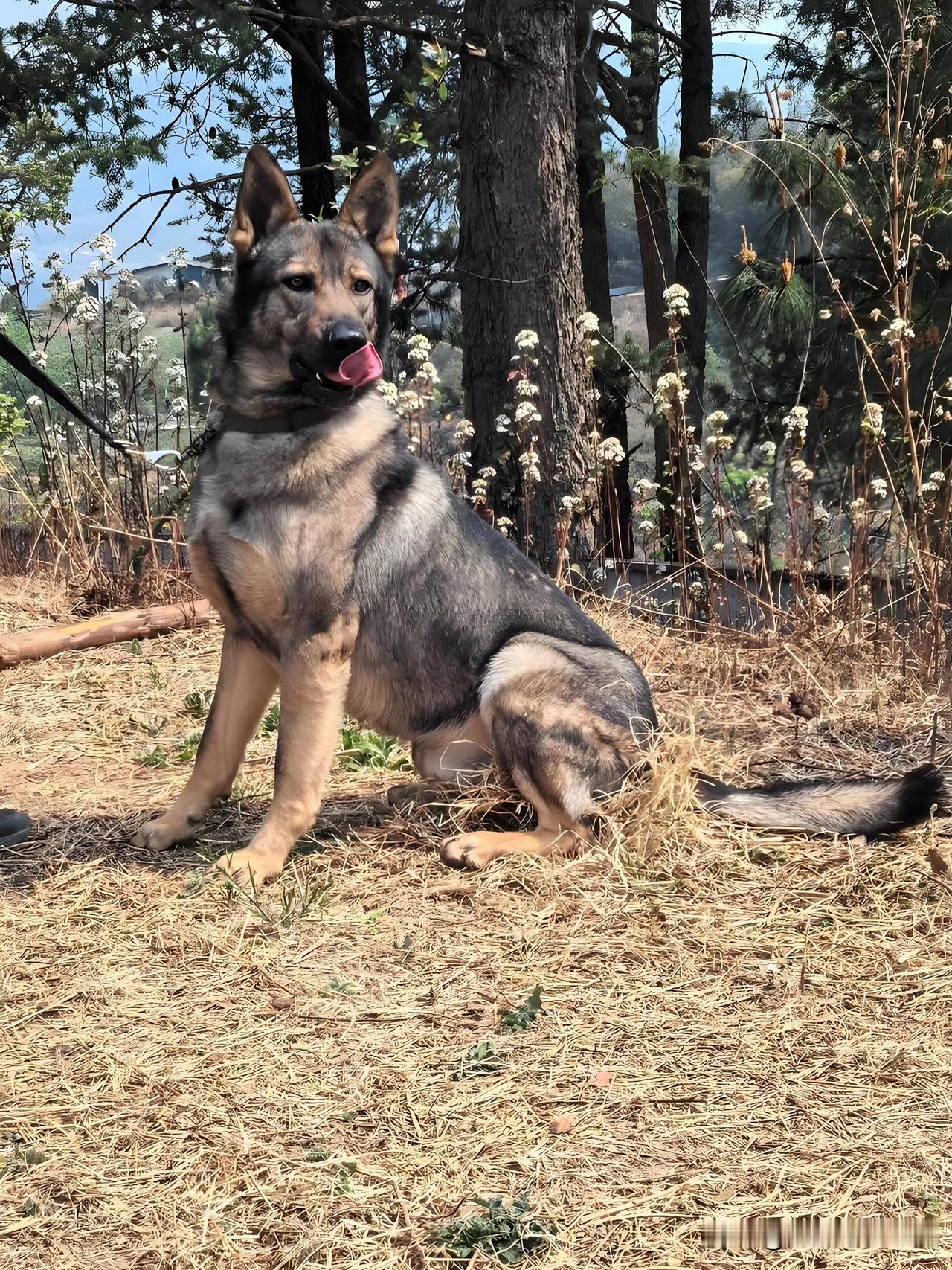 昆明犬太牛了，都推广到10余个国家地区啦！这可是咱中国自主培育的警用犬种。它的培