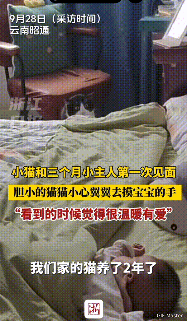 万物皆有灵性！云南，小猫咪和三个月的小主人第一次见面，胆小的小猫咪慢慢的靠近小主
